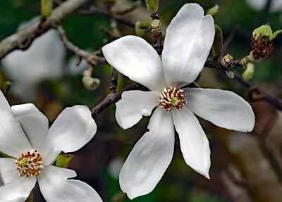 MAGNOLIA KOBUS Kobushi Magnolia Tree Rare Plant Early Flowering 15-20cm Tall • £12.50