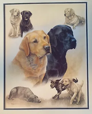 £30 • Buy Artist Nigel Hemming, Illustration Two Labradors, Poster Paper Print