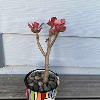 RARE RED AKAI Jade Succulent Crassula Ovata Plant Bare Rooted Bonsai Tree  7-9” • $21.90