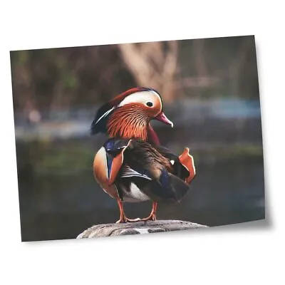 8x10  Prints(No Frames) - Mandarin Duck Wild Bird  #45665 • £4.99
