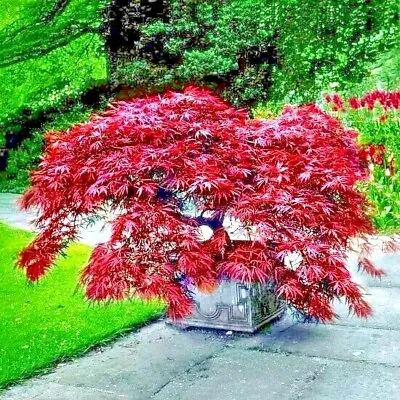 10 DWARF Japanese Red Linear Leaf Maple Tree Seeds Acer Scolopendrifolium Bonsai • $9.95