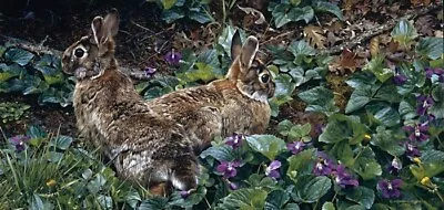 Carl Brenders  Violet Trails And Cottontails  Signed & Numbered With Certificate • $50