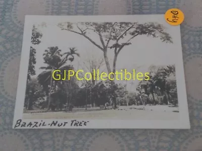 DHY VINTAGE PHOTOGRAPH Spencer Lionel Adams BRAZIL NUT TREE • $17.63