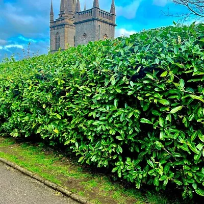 5 Cherry Laurel Fast Growing Evergreen Hedging Plants 20-30cm Tall In 10cm Pots • £16.49