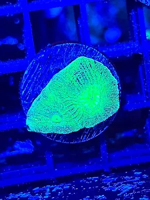 Highlighter Goniastrea Favia Coral King Wysiwyg Live Coral Frag • $6.99