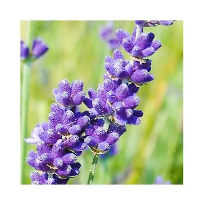 6 X Lavender  Hidcote Herb Plant   Starter Plant - Lavender - Sensory • £12.99