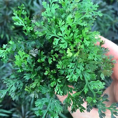 BUY 2 GET 1 FREE Bolbitis Heteroclita Difformis  Mini  Live Aquarium Plants • $7.79