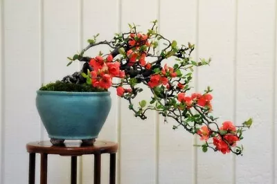 Chaenomeles Sinensis (Chinese Quince Tree) 5 Seeds RARE Flowers Garden Bonsai UK • £3.99