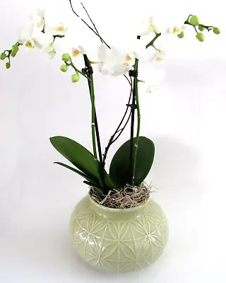 Victoria Hagan Green Ahna Vase Flower Pot • $45