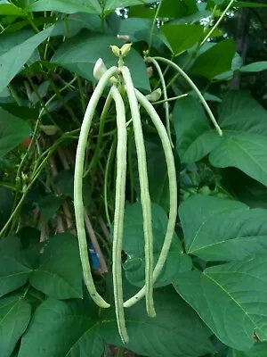 15 Organic Asian Long Bean Seeds (EarlyWhiteShort Variety)Rare Type. • $1.99