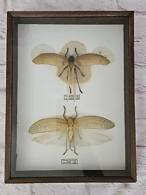 Giant False Leaf Katydid Taxidermy Psudophyllum Titan - Male & Female / Vintage • $58.08