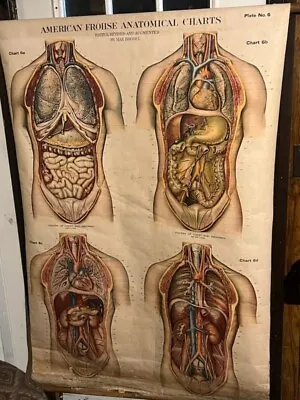 Vintage Medical Chart 1918 Some Have Signatures All Have Original Wooden Dowles • $700