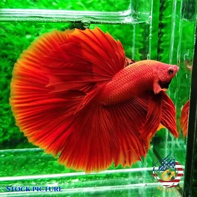 Live Betta Fish - High Quality Grade A++ HM Super Red Chili  • $19.95