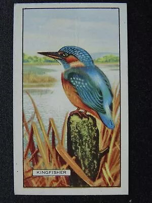 British Birds KINGFISHER No.27 By Gallaher Ltd 1937 • £2.75