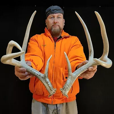 131” UNIQUE WILD 8 Point Whitetail Deer SHED ANTLERS Skull European Taxidermy • $1