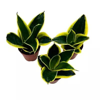 Black Gold Snake Plant 2 Inch Set Of 3 Green Yellow Albomarginata Dwarf Rosette  • $44.99