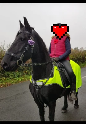 £49.99 • Buy Equestrian Horse Hi Viz Horseware Amigo Reflective Competition Sheet Exercise 
