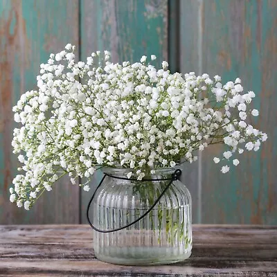 50 Baby's Breath White Seeds- Covent Garden • £2.39