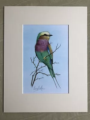 £25 • Buy ‘Lilac Breasted Roller’ Eric Peake MBE Artist Signed Print 14”x11” Overall Mount