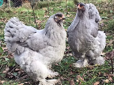 Lavender Brahma  Hatching Eggs     X     Six     Large Fowl • £24