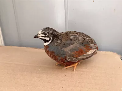 12+ Button Quail Fertile Hatching Eggs! In Different Colors And Free Shopping • $19.99