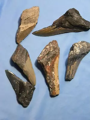 Megalodon Lot Of 6 Teeth No Restoration Fossil Sharks Tooth • $19.95