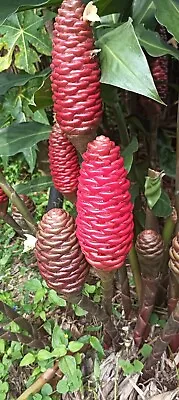 Beehive Ginger Plant - 3 Rhizomes • $9.95