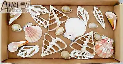 21 X White Mixed Sliced Drilled Seashell Beach Jewellery Art Craft Shells (#SMD) • £8.99