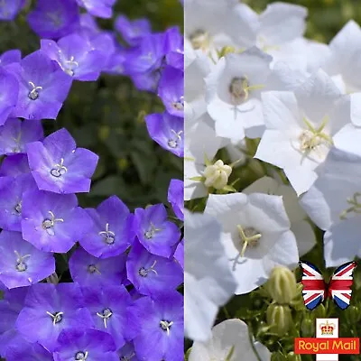 CAMPANULA Carpatica 300 SEEDS MIX BLUE WHITE PERENNIAL BELLS COVER • £1.59