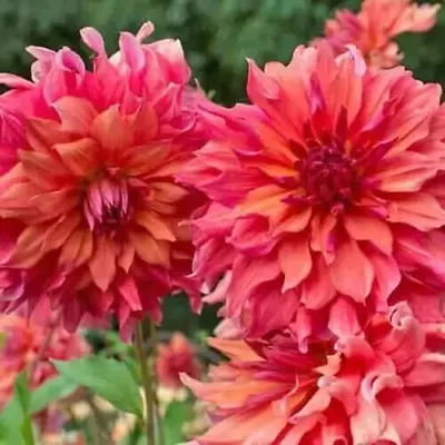 Dahlia Tubers 'Belle Of Barmera' Dinnerplate Sized Blooms • $16.50