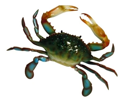 $45.29 • Buy Large Replica Maryland Blue Crab Beach House Wall Decor