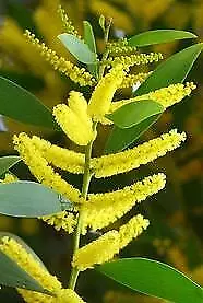 Acacia Longifolia  Sydney Golden Wattle  Exotic Shrub/tree 2 Lt Pot • £14.99