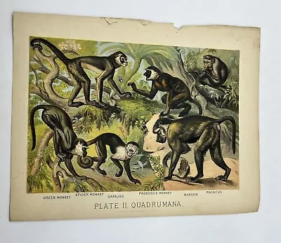 SPIDER MONKEY BABOON SAPAJOU MACACUS ~ 1880 Chromolithograph Art Print RARE!! • $24.50