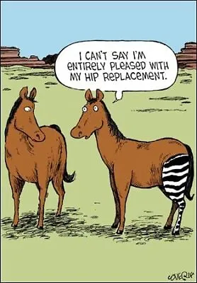 Funny Hip Replacement Greeting Card – Hilarious Cartoon Horses Card • £2.99