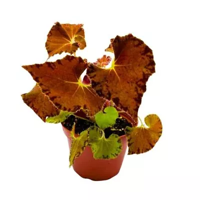 Begonia Peter Piper 4 Inch Orange Rhizomatous Rhizo • $24.99