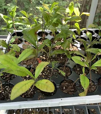 Miracle Fruit Berry Plant Seedling (Synsepalum Dulcificum) • $10