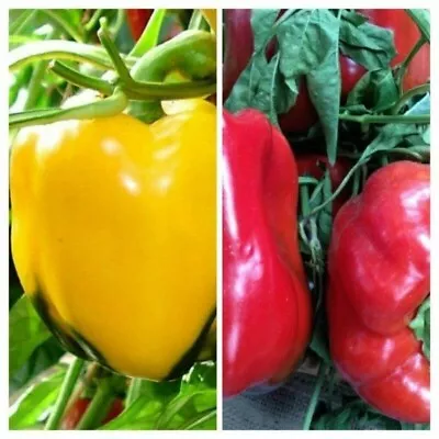 3x  Sweet Pepper Asti Red/ Yellow Mix Plug Plants! READY NOW! X3! • £6.64