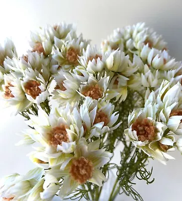 Australian Native Flower Blushing Bride Flowers DIY Wedding Bouquets Cream Stems • $12.99