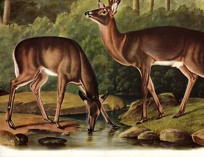 AUDUBON's  Virginia (common) Deer Antique 1940 Lithograph • $6.99