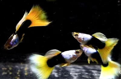 Live Guppy Aquarium Fish Silverado Yellow Tuxedo Show Grade Guppy-in USA • $45