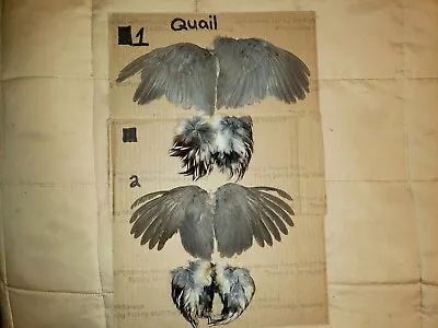 Quail Wings For Hunting Dog Training 1 Set.. And Breast Feathers • $20