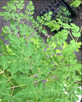 Moringa Oleifera Trees - 12-24 + Tall 3pak-  Live Plants • $54