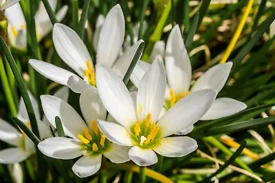 10x White Rain Lily Bulbs Zephyranthes CANDIDA Summer Flowering Garden Perennial • £4.99