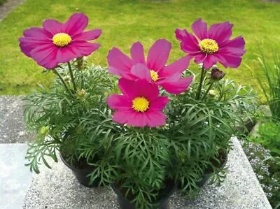 Cosmos Bipinnatus Casanova Violet - 25 Seeds • £2.89