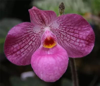 ORCHID - Paphiopedilum Magic Lantern - SUPERB! - FLOWERING SIZE DIVISION • $61