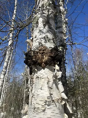 Northern Minnesota  Chaga Ely MN - 2 LB PREMIUM MUSHROOM TEA ORGANIC  Fresh • $20