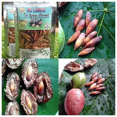 $15.65 • Buy Terminalia Catappa Viable Fruit Seeds Nut Indian Almond Tree Pure Organic HERBAL