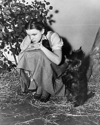 Judy Garland Cute Pose Kneels Beside Little Dog Toto Wizard Of Oz 8x10 Photo • $10.99