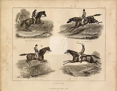 VINTAGE 1896 Horse Print - Various Leaps - Vintage Print #H827 • £21.60