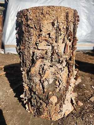 Birch Stump 8 1/2×9×15 1/2 • $32